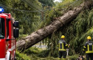 Albero crolla sui cavi elettrici a Fosdondo: intervento dei vigili del fuoco Albero crolla sui cavi elettrici a Fosdondo: intervento dei vigili del fuoco