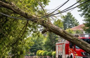 Albero precipita sui cavi elettrici a Fosdondo: intervento dei vigili del fuoco Albero precipita sui cavi elettrici a Fosdondo: intervento dei vigili del fuoco