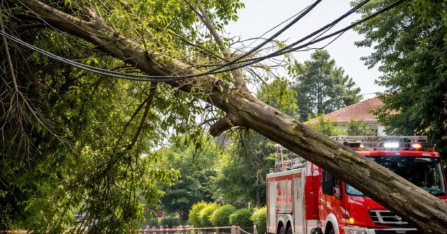 Albero precipita sui cavi elettrici a Fosdondo: intervento dei vigili del fuoco