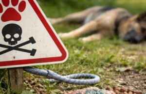 Avvelenamenti di animali in Emilia-Romagna: quasi duemila casi dal 2009 al 2024 Avvelenamenti di animali in Emilia-Romagna: quasi duemila casi dal 2009 al 2024