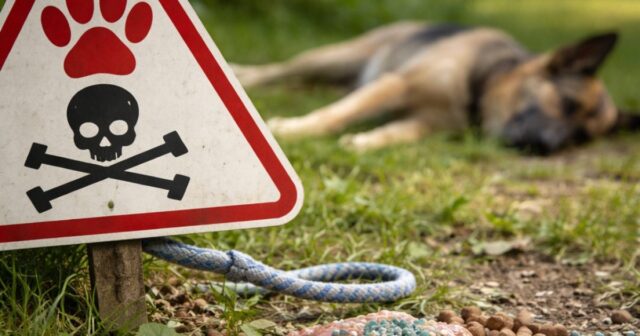 Avvelenamenti di animali in Emilia-Romagna: quasi duemila casi dal 2009 al 2024 Avvelenamenti di animali in Emilia-Romagna: quasi duemila casi dal 2009 al 2024