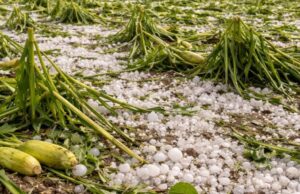 Grandinata devastante colpisce la Bassa reggiana, danni ingenti per l’agricoltura Grandinata devastante colpisce la Bassa reggiana, danni ingenti per l'agricoltura