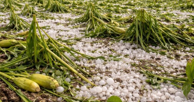 Grandinata devastante colpisce la Bassa reggiana, danni ingenti per l'agricoltura Grandinata devastante colpisce la Bassa reggiana, danni ingenti per l'agricoltura