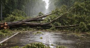 Nubifragio devasta il Reggiano, alberi abbattuti e strade interrotte Nubifragio devasta il Reggiano, alberi abbattuti e strade interrotte