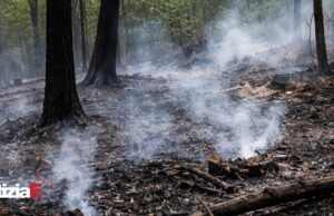 Incendio domato a Cà di Cerredolo, distrutti 1,5 ettari di sottobosco Incendio domato a Cà di Cerredolo, distrutti 1,5 ettari di sottobosco